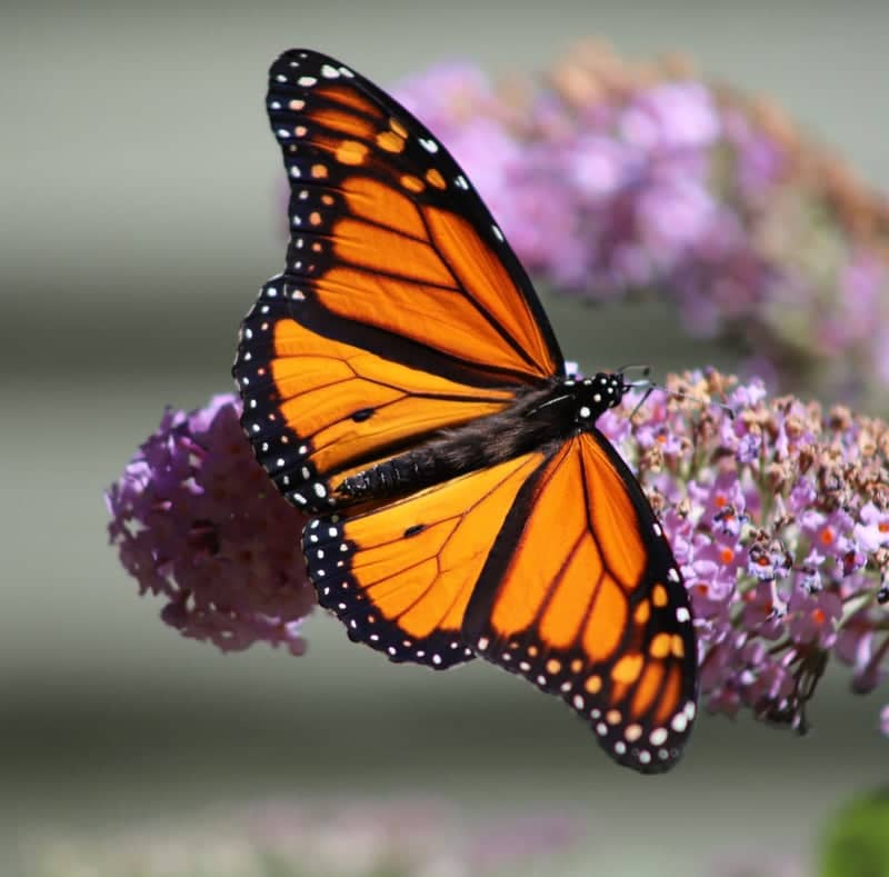 Saco Butterfly Garden - Image 1