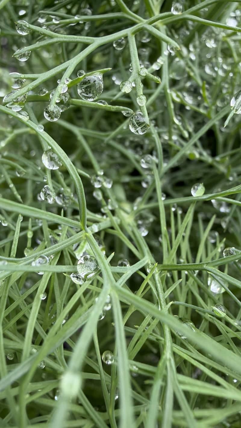 Mooresville Garden Macro - Image 1