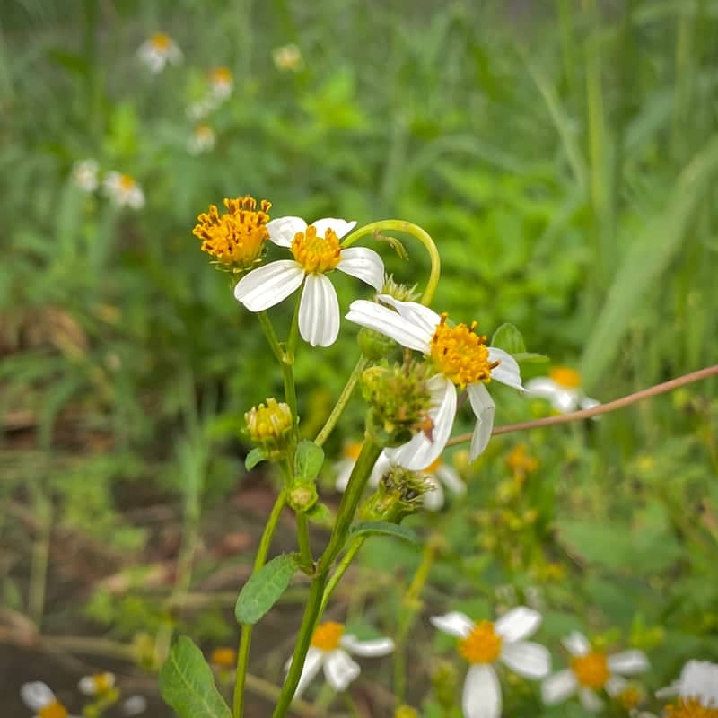 Gedebage Meadows - Image 1
