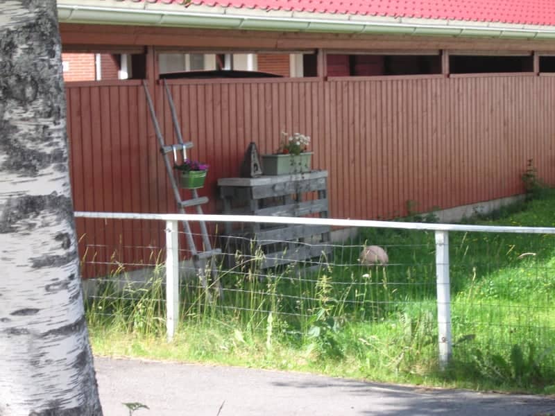 Nordic Backyard Textures - Image 1