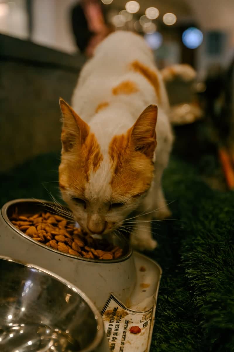 Cats of Legazpi Village - Image 1