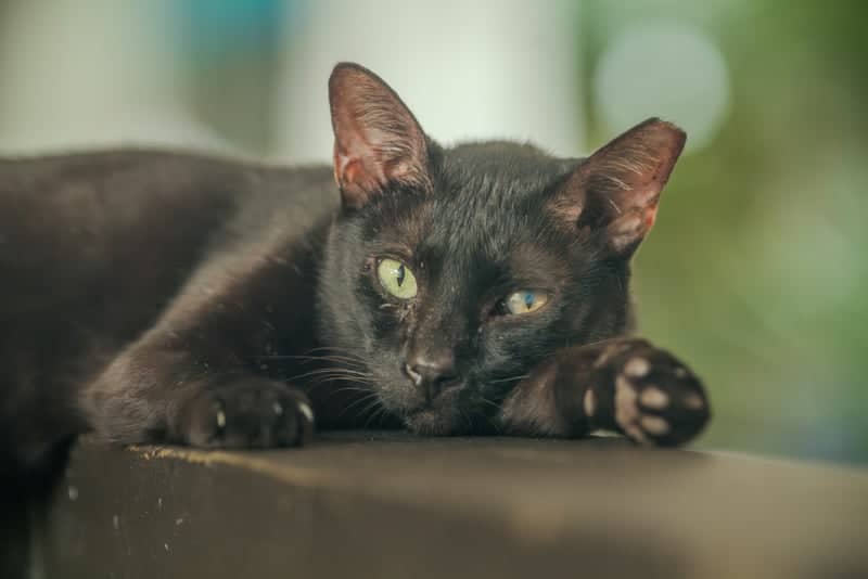 Makati Street Cat - Image 1