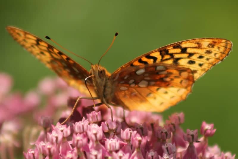 UConn Pollinator Garden - Image 1