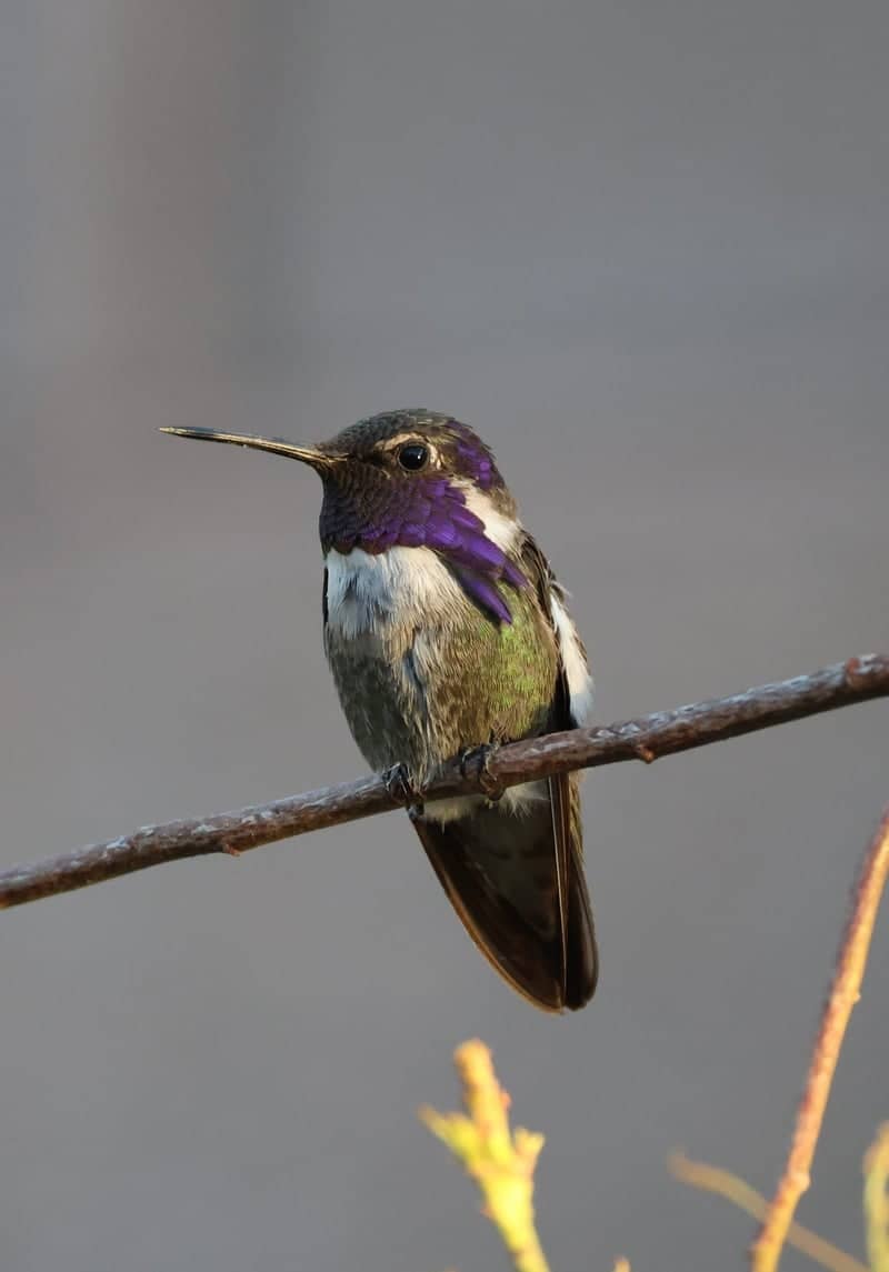 Henderson Bird Viewing Preserve - Image 1