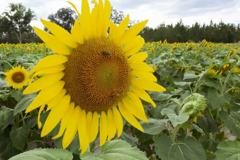 Blackshear Sunflower Field - Image 1