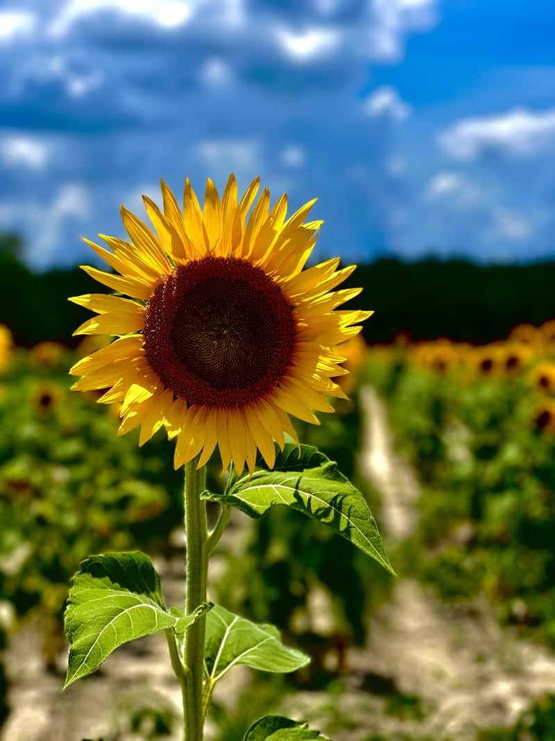 Blackshear Sunflower Fields - Image 1