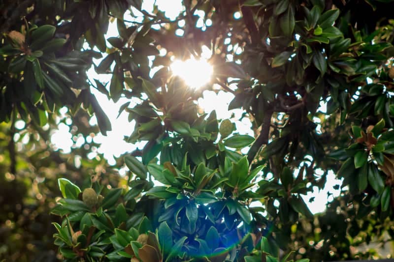 Magnolia Canopy of Waycross - Image 1