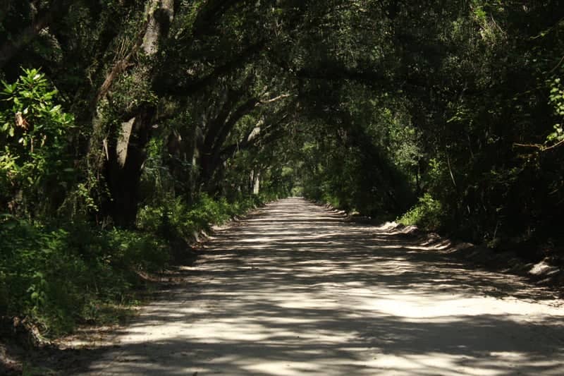 Bailey Road Tree Canopy - Image 3
