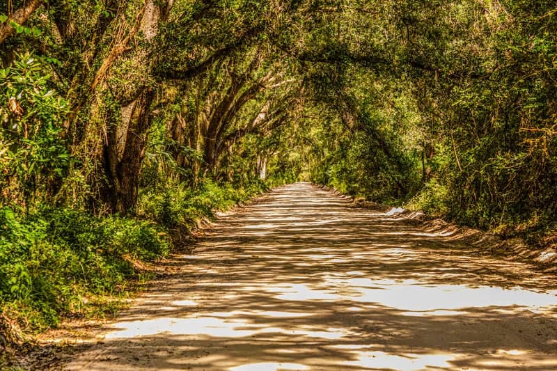 Bailey Road Tree Canopy - Image 2