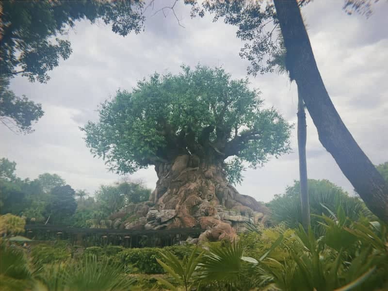 Tree of Life, Disney's Animal Kingdom - Image 1