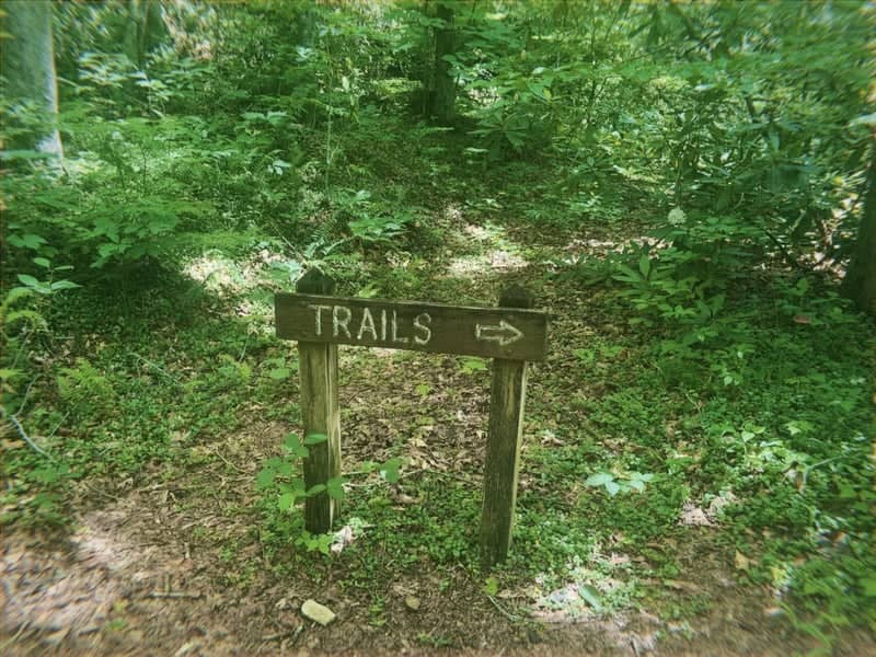 Lush Woodland Trail - Image 1