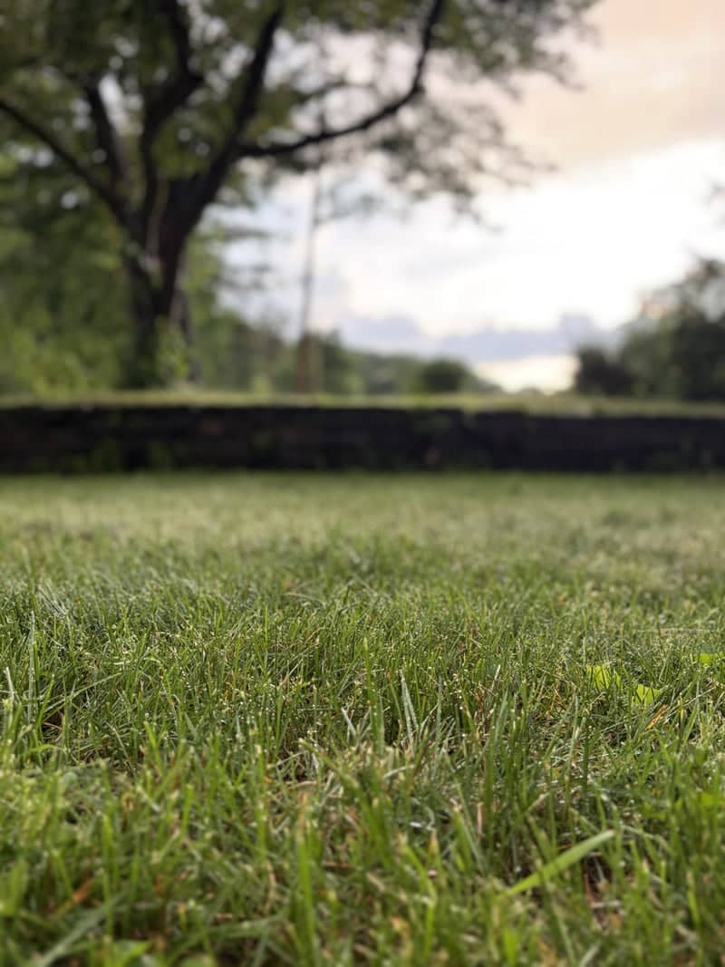 Pine Hill Greenery - Image 1