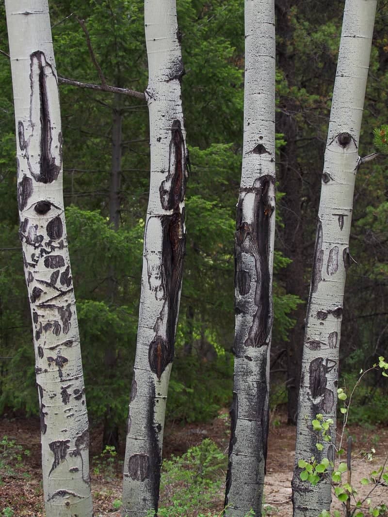 Hancock Aspen Grove - Image 1