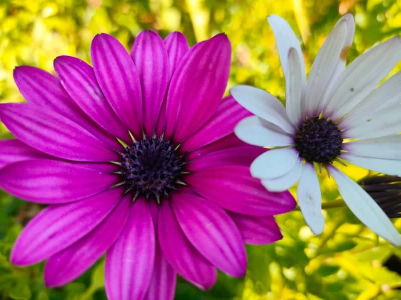 San Vicente Garden Blooms - Image 1