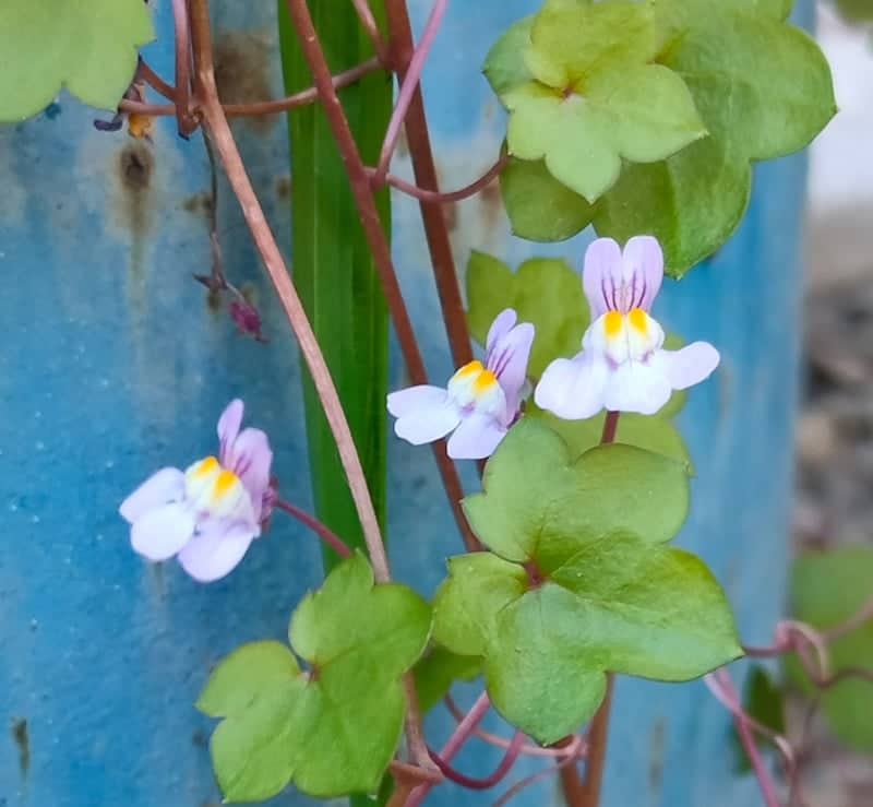 San Vicente Urban Flora - Image 1