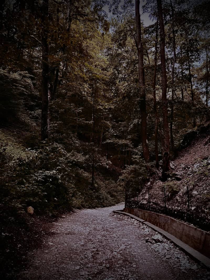 Valea Cetății Forest Trail - Image 1