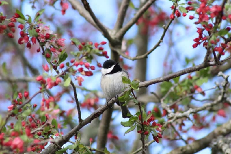 Rogersville Nature Garden - Image 1