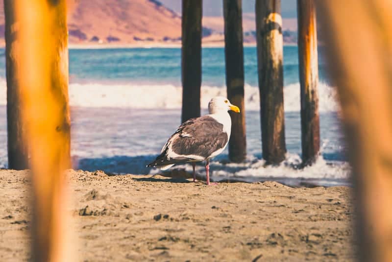 Cayucos Pier - Image 1