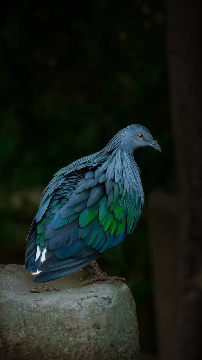 Nicobar Pigeon Portrait - Image 1