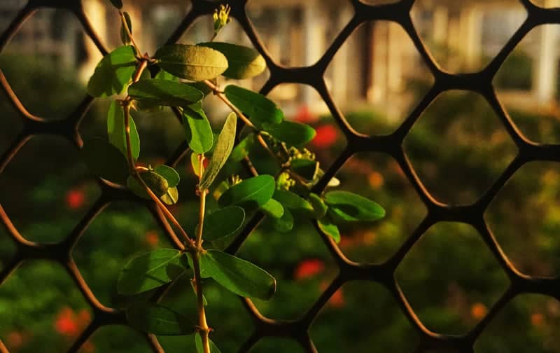 Spring 6 Garden Details - Image 1