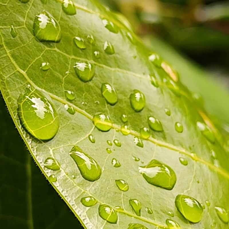 Monsoon Foliage in Bihar - Image 1