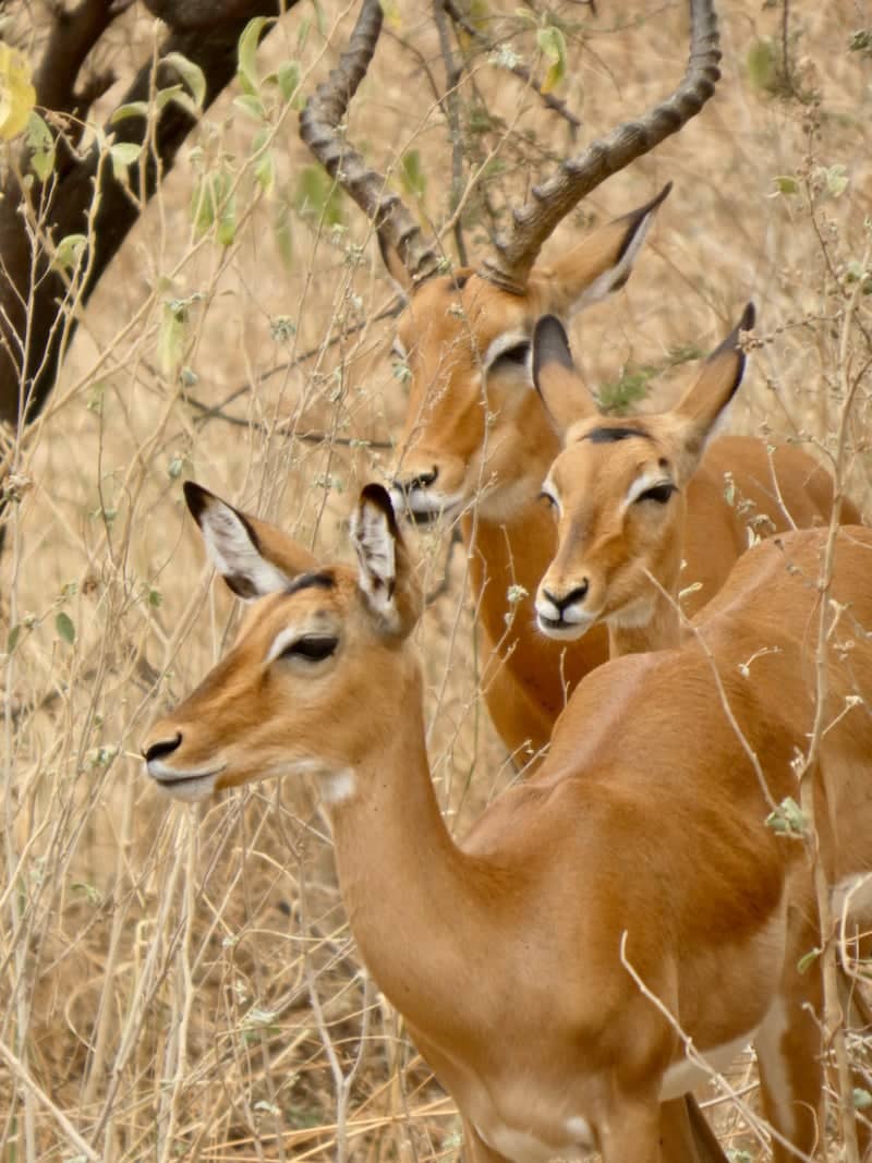 Ikoma Wildlife Management Area - Image 1