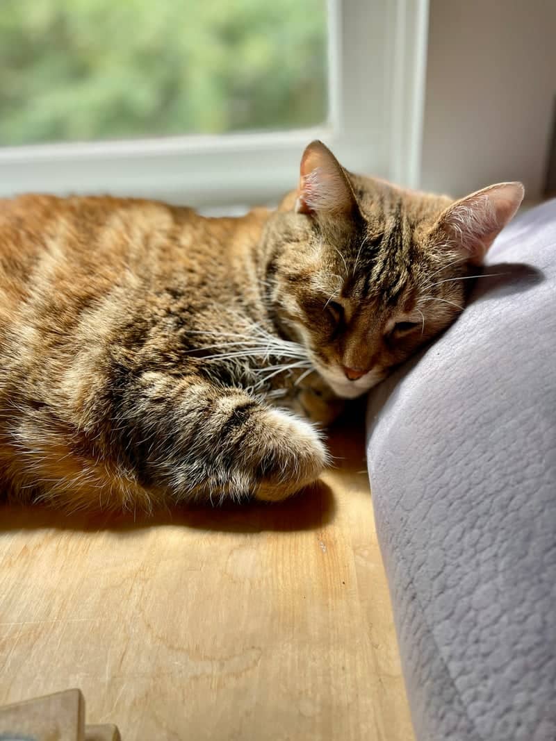 Sunlit Window Cat Nook - Image 1