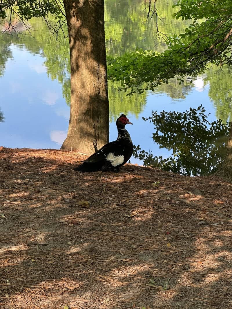 Lake Avondale - Image 1