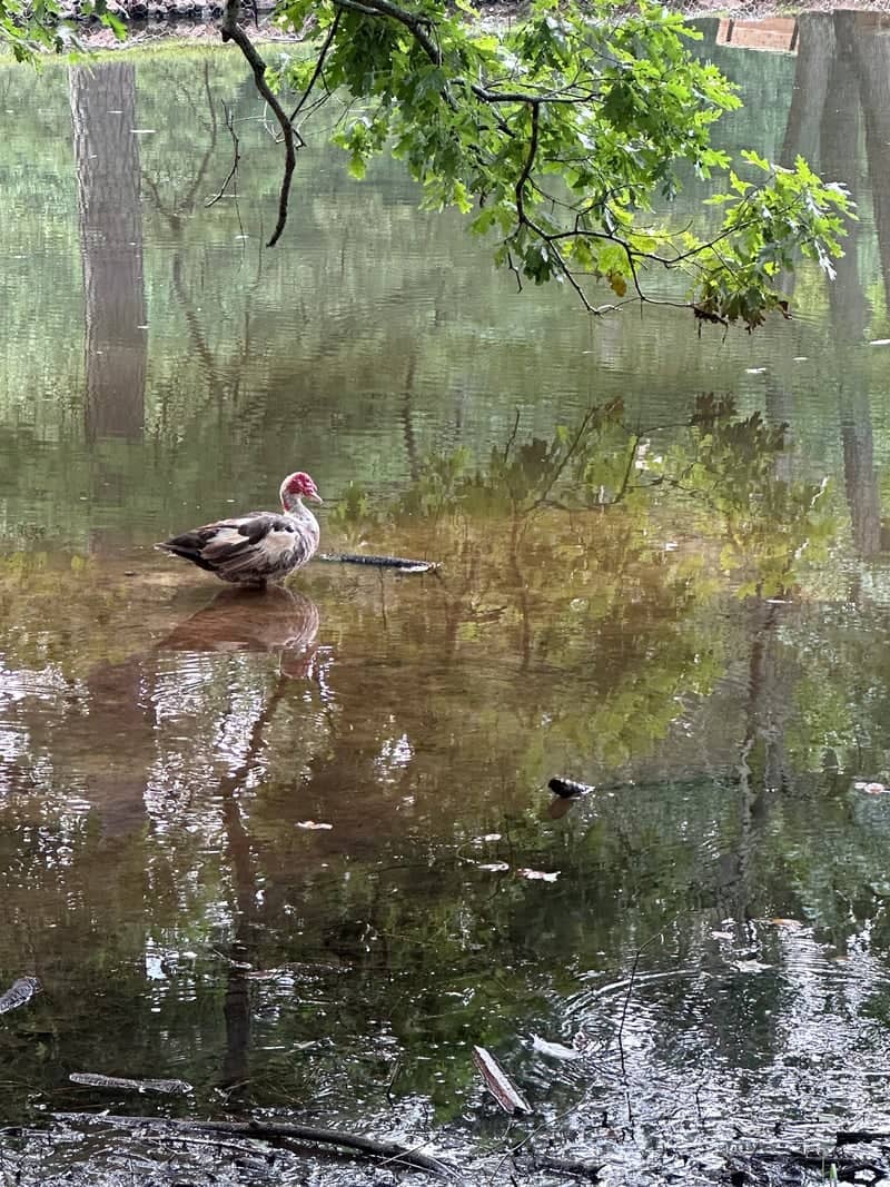 Lake Avondale - Image 1