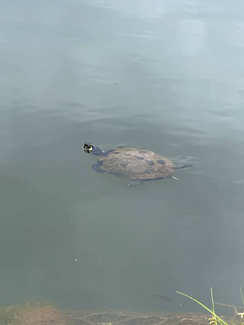 Lake Avondale - Image 1