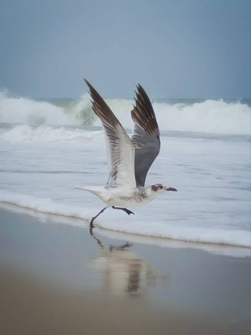 Fenwick Island Beach - Image 1