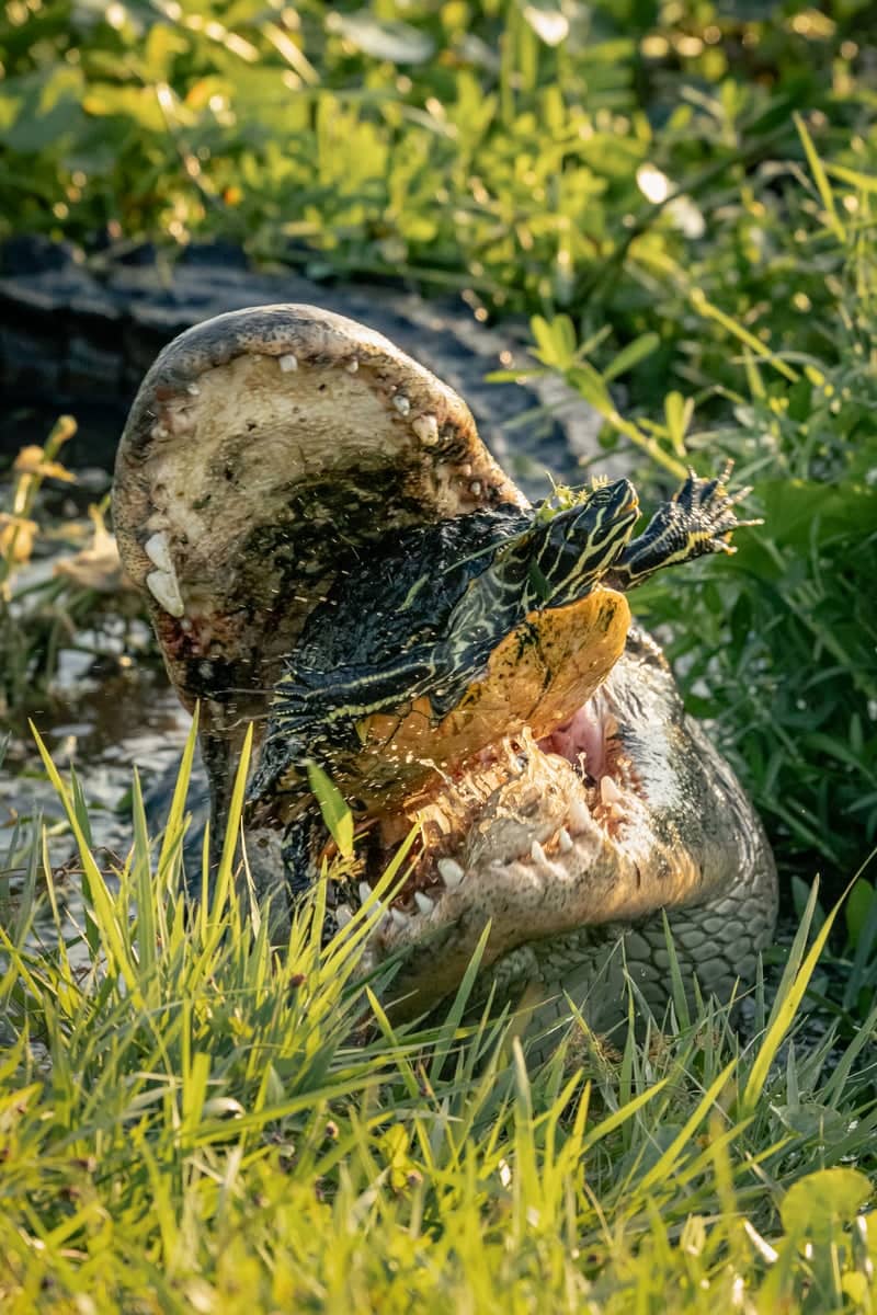 La Chua Trail, Paynes Prairie Preserve State Park - Image 1