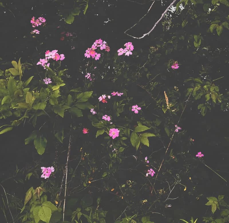 Granville Wildflower Thicket - Image 1