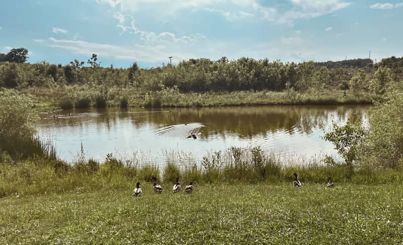Sharon Valley Pond - Image 1