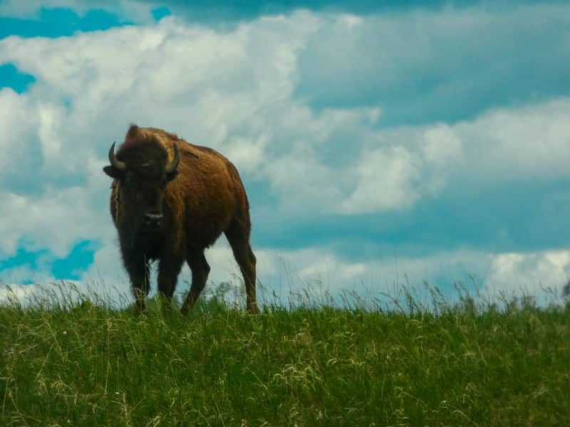 Custer State Park - Image 1