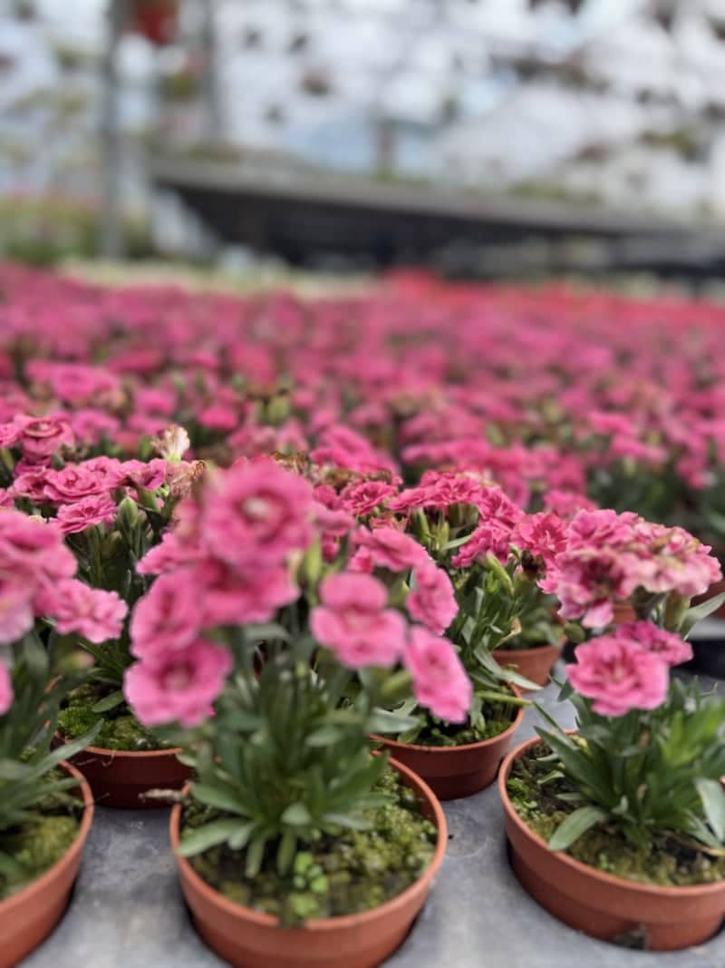 Slavec Flower Nursery - Image 1