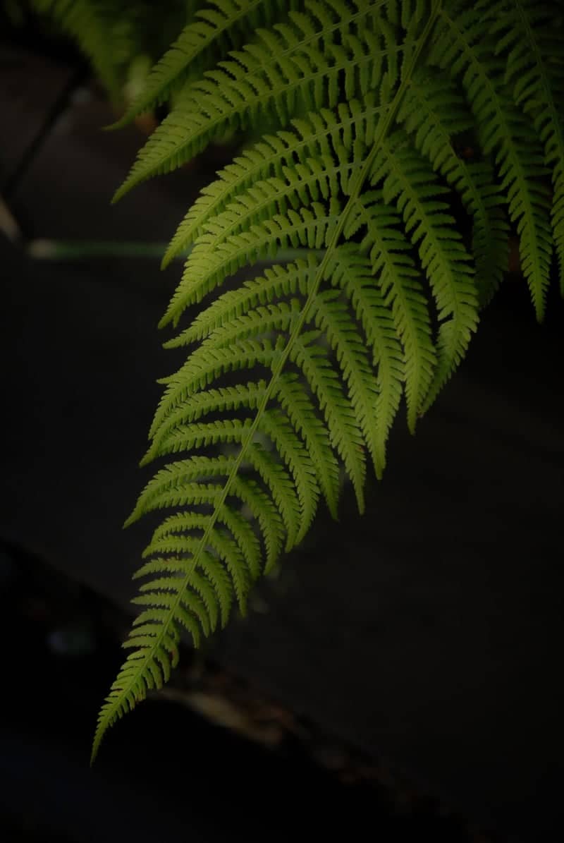 Dolomite Forest Fern Detail - Image 1