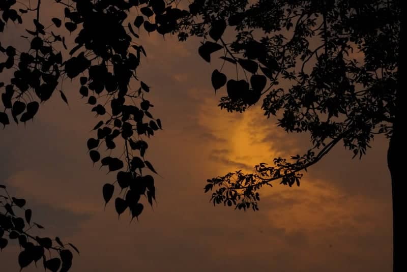 Chabua Sunset Silhouettes - Image 1