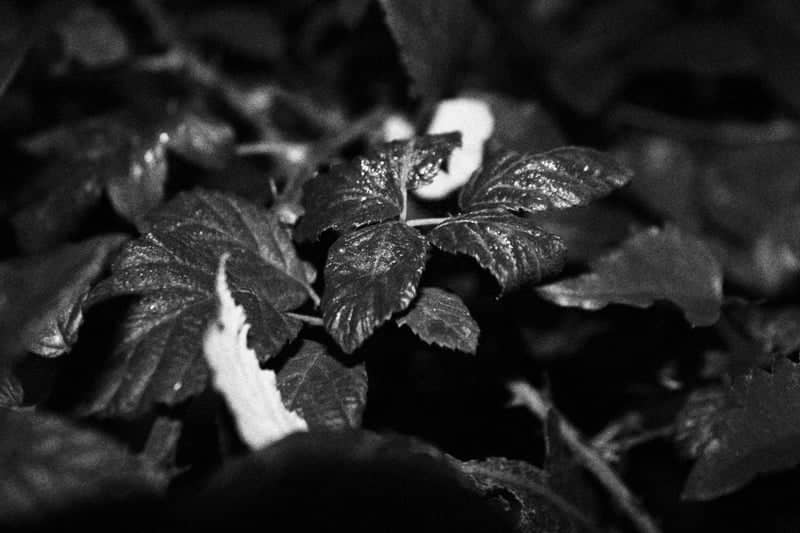 Tuscan Garden Foliage - Image 1