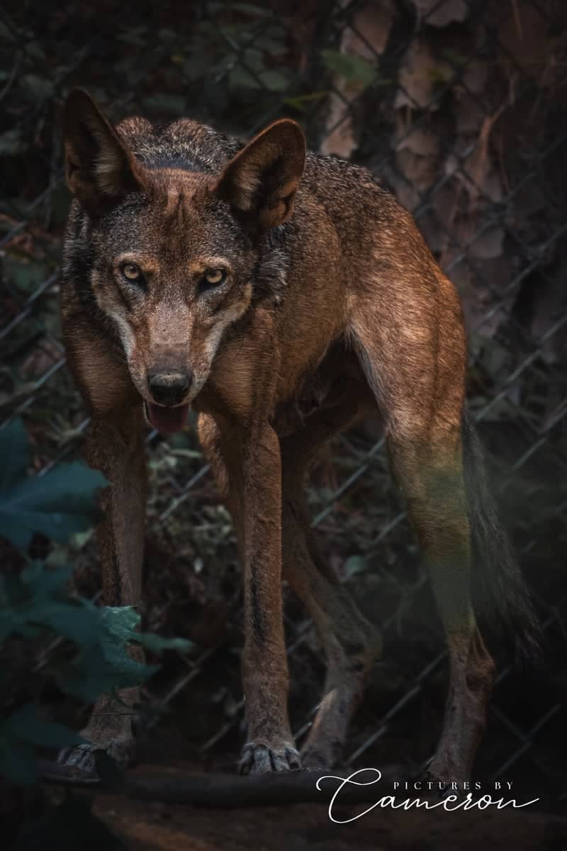 Museum of Life and Science - Red Wolf Exhibit - Image 1