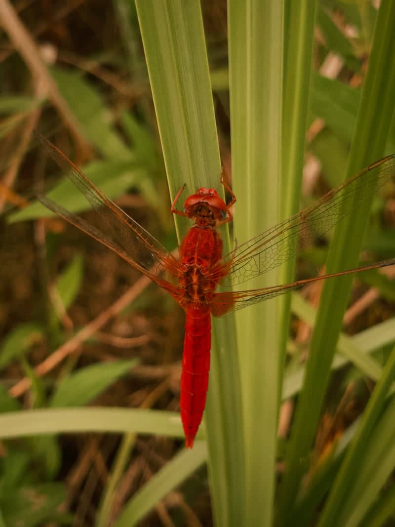 Malé Leváre Wetlands - Image 1