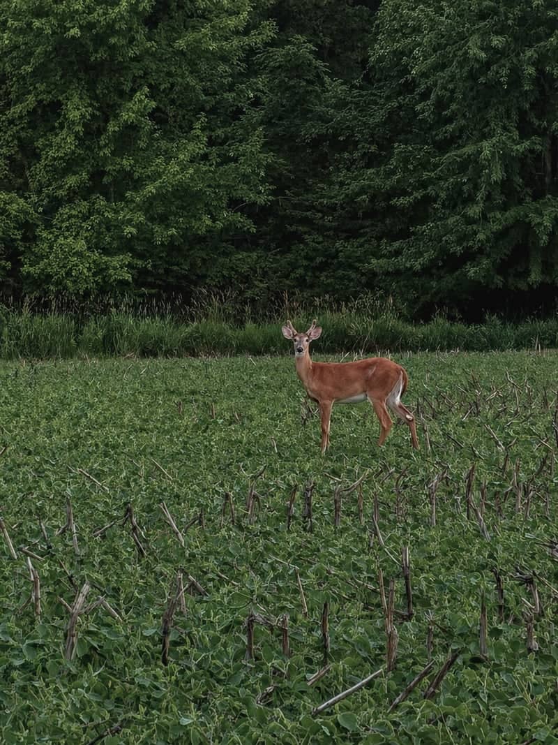 Ida Rural Farmland - Image 1