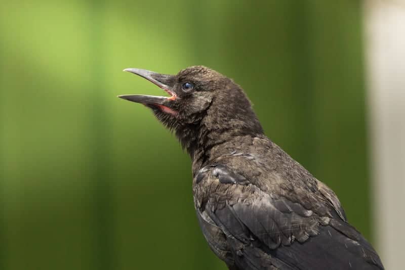 Beall Park Area Wildlife - Image 1