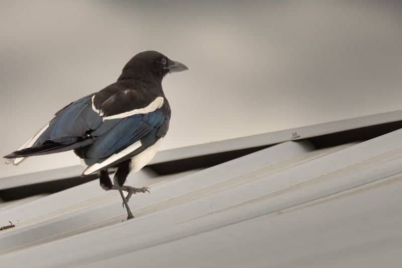 Bozeman Urban Wildlife Spot - Image 1