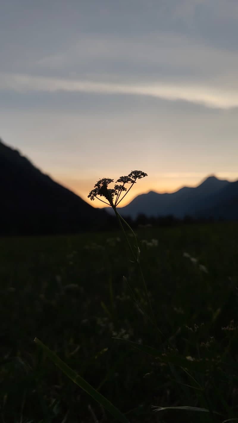 Häselgehr Alpine Meadows - Image 1