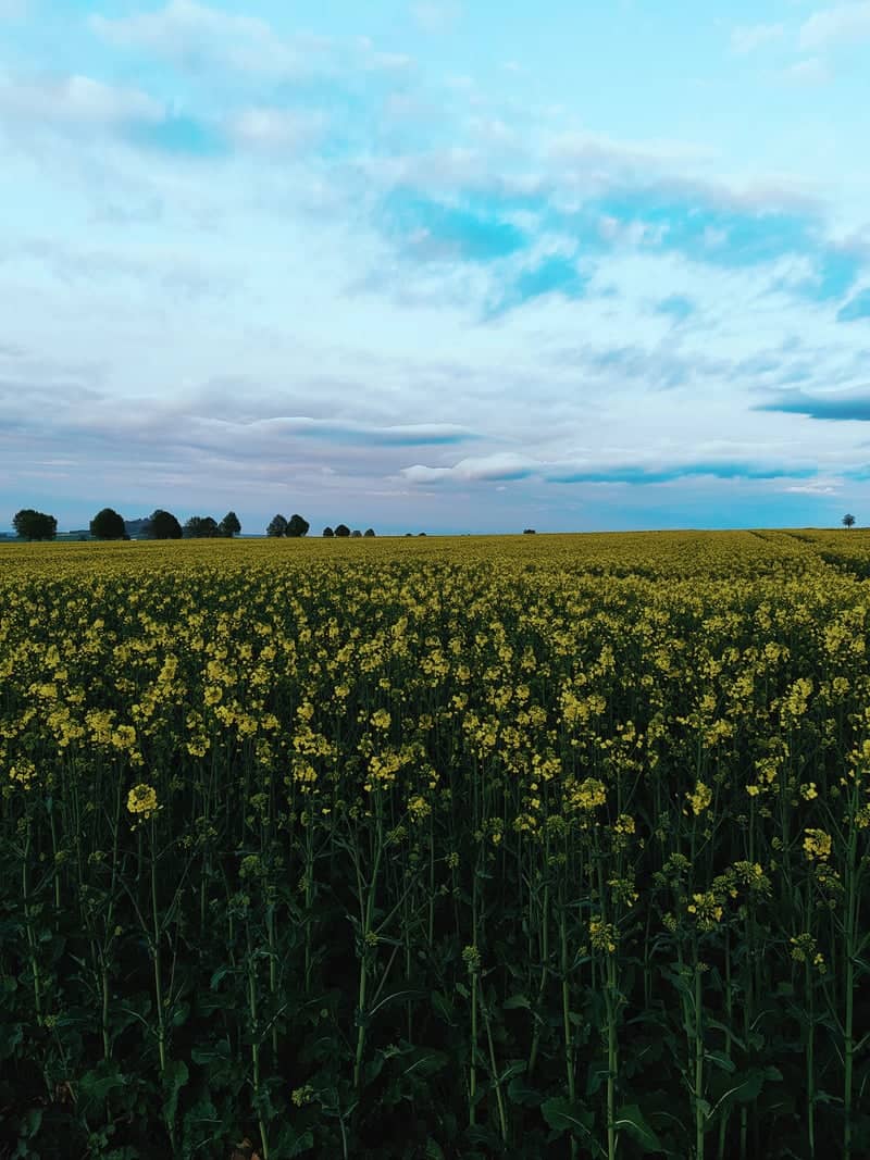 Ebsdorfergrund Rapeseed Fields - Image 1