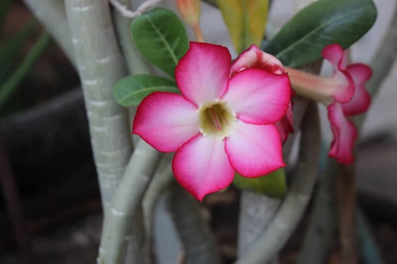 Desert Rose Garden in Seeb - Image 1