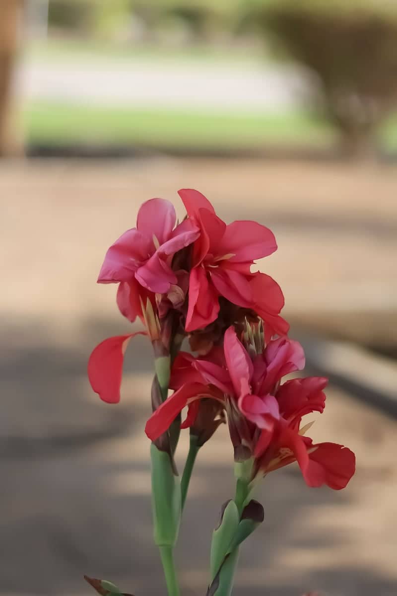 Oman Convention Centre Gardens - Image 1