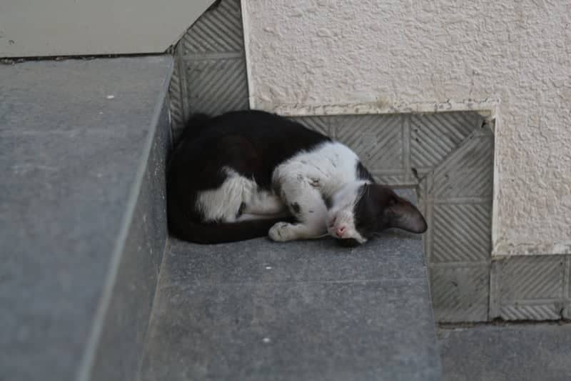 Muscat Street Cat - Image 1