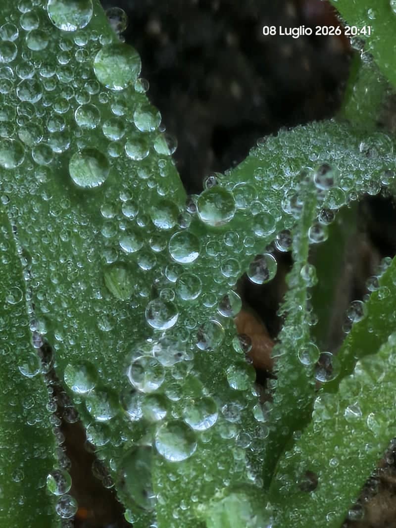 Gavoi Nature Macro - Image 1